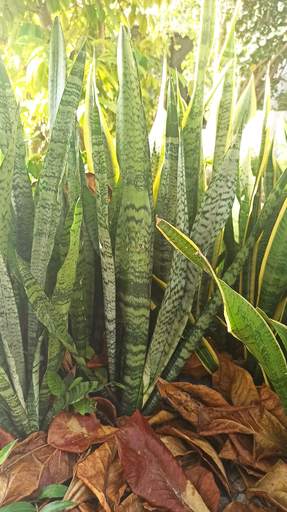 Miniatura: Tintura Madre Sansevieria 30 ml