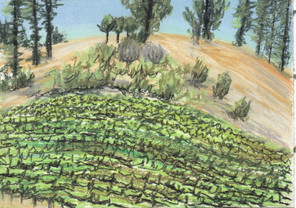 pastel, California, drawing, vineyard, art