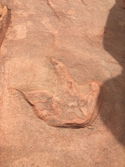 Dinosaur Print