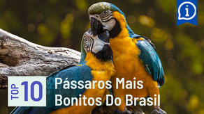 10 Pássaros Mais Bonitos Do Brasil