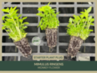 Mimulus ringens | Monkey Flower | Starter Plant Plug