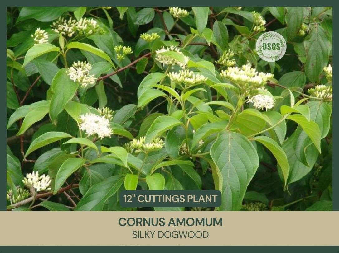 Cornus amomum | Silky Dogwood | 12" Cuttings