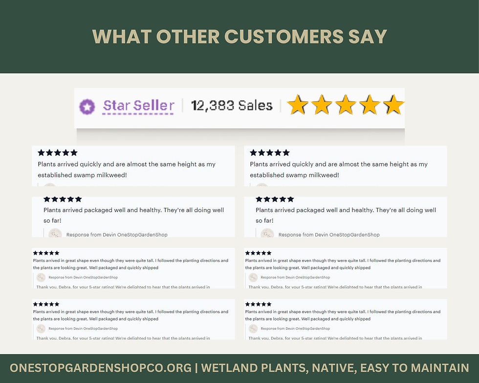 Thumbnail: Polygonum hydropiperoides | Swamp Smartweed | Bareroot