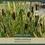 Thumbnail: Typha latifolia | Broadleaf Cattail | Bareroot