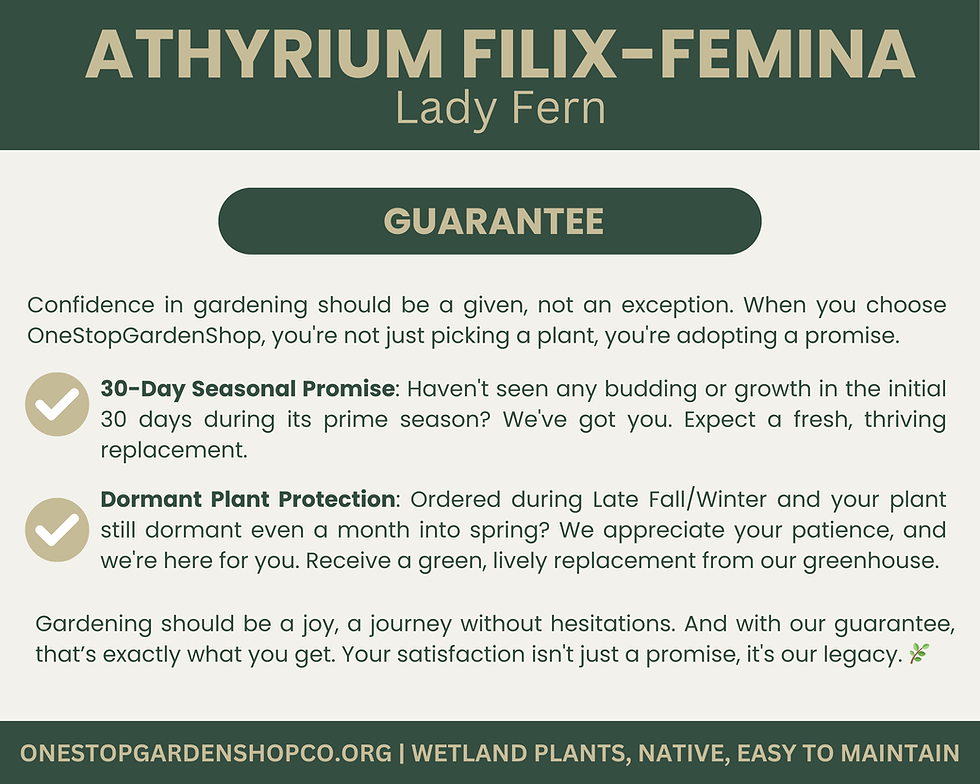 Thumbnail: Athyrium filix-femina | Lady Fern | Bareroot