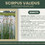 Thumbnail: Scirpus validus | Softstem Bullrush | Starter Plant Plug