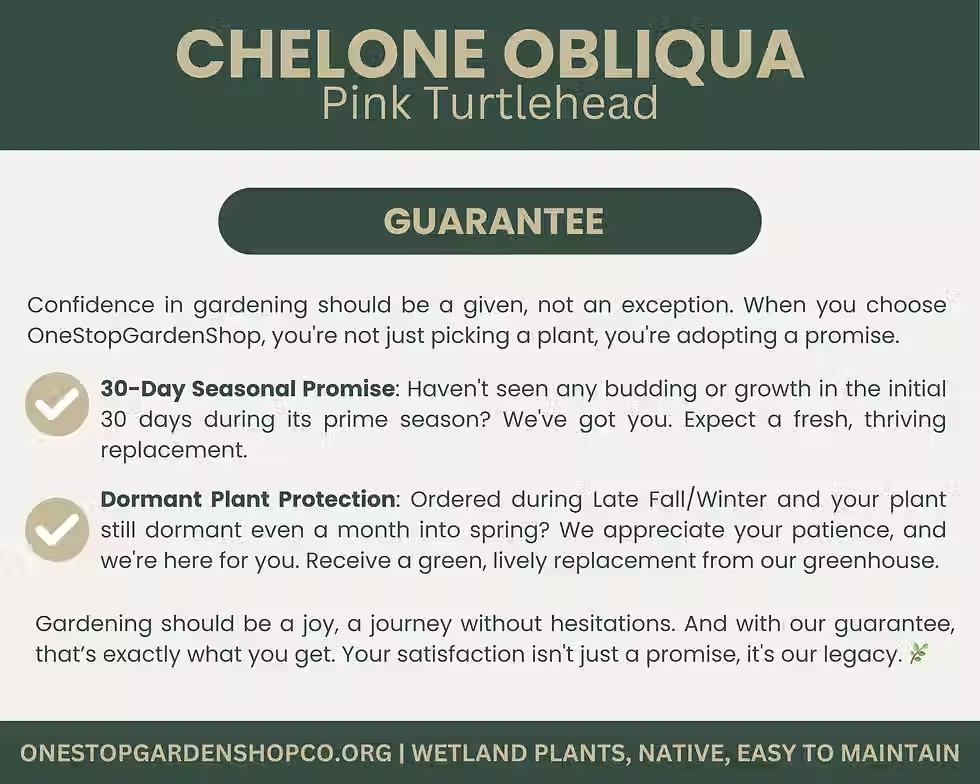 Thumbnail: Chelone obliqua | Pink Turtlehead | Starter Plant Plug | Native Wildflower