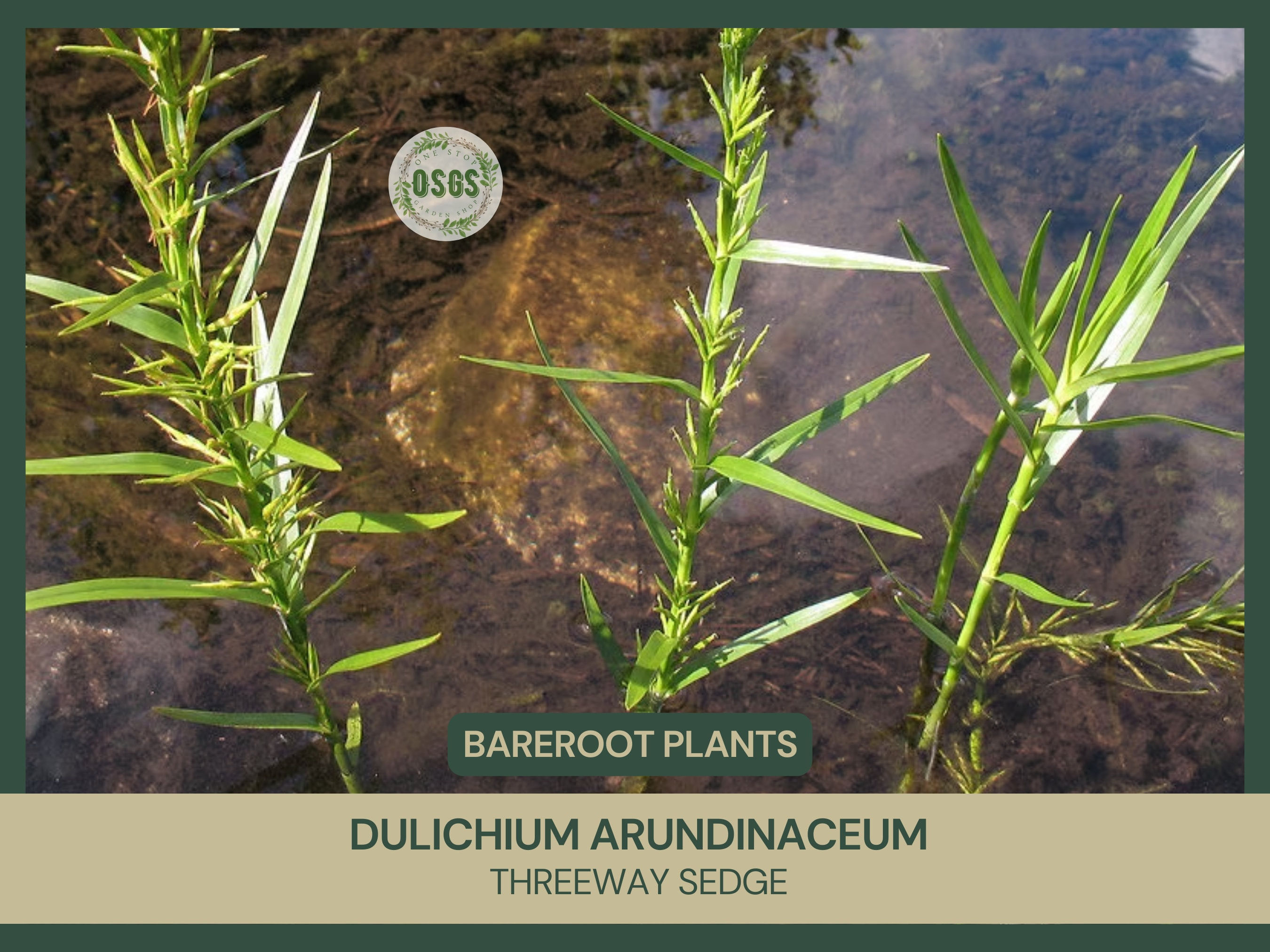 Dulichium arundinaceum | Threeway Sedge | Bareroot