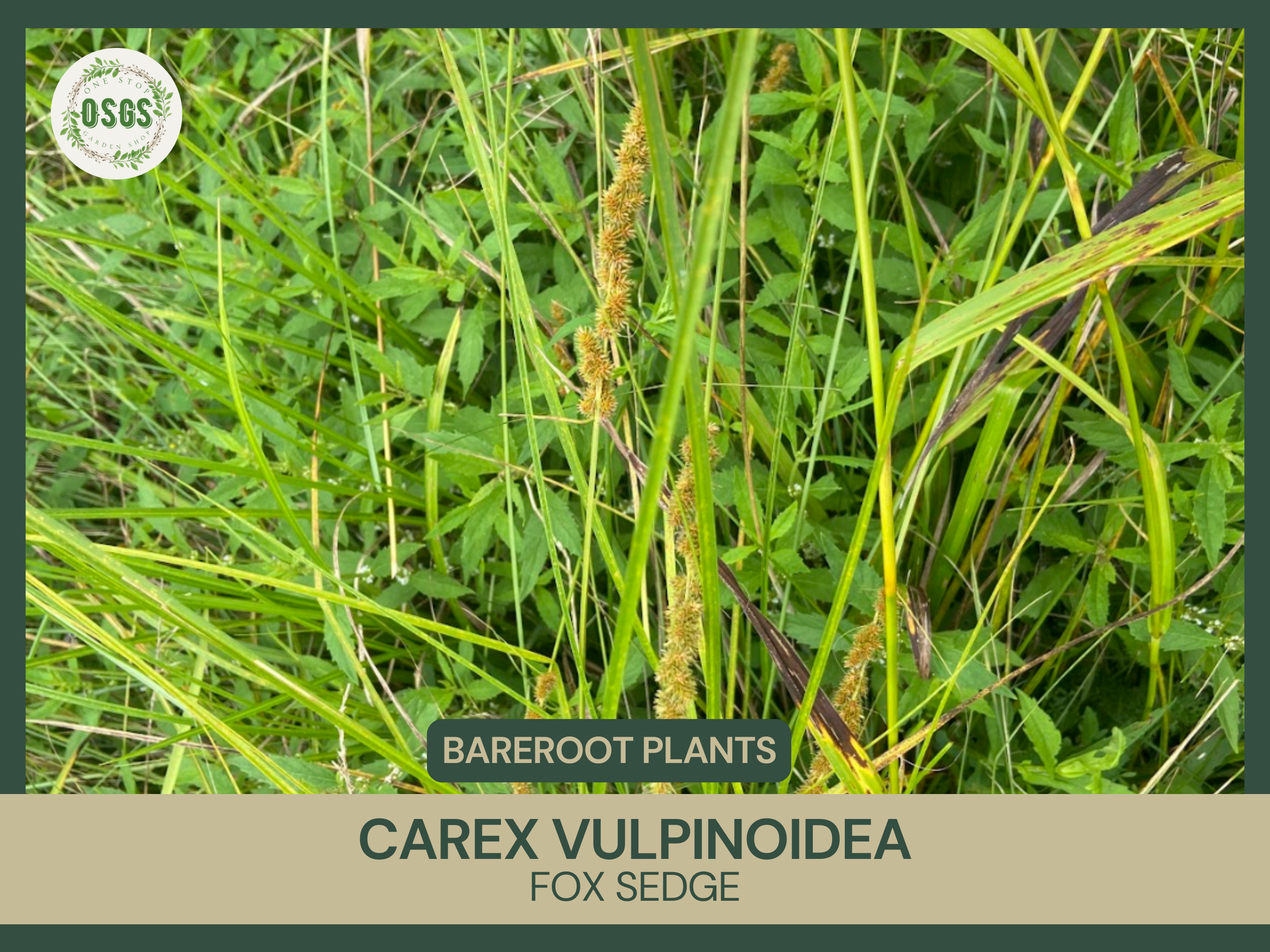 Carex vulpinoidea | Fox Sedge | Bareroot