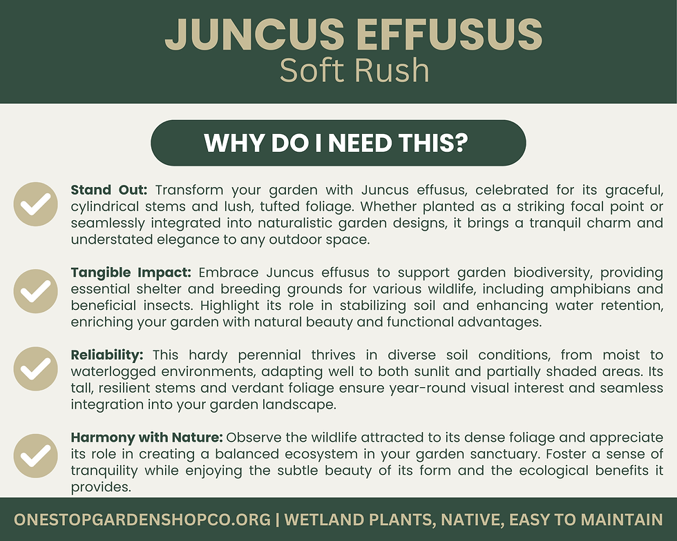 Thumbnail: Juncus effusus | Soft Rush | Bareroot