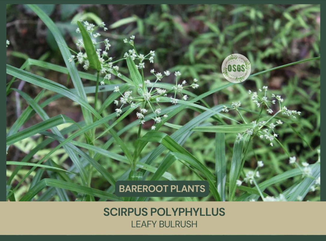 Scirpus polyphyllus | Leafy Bulrush | Bareroot