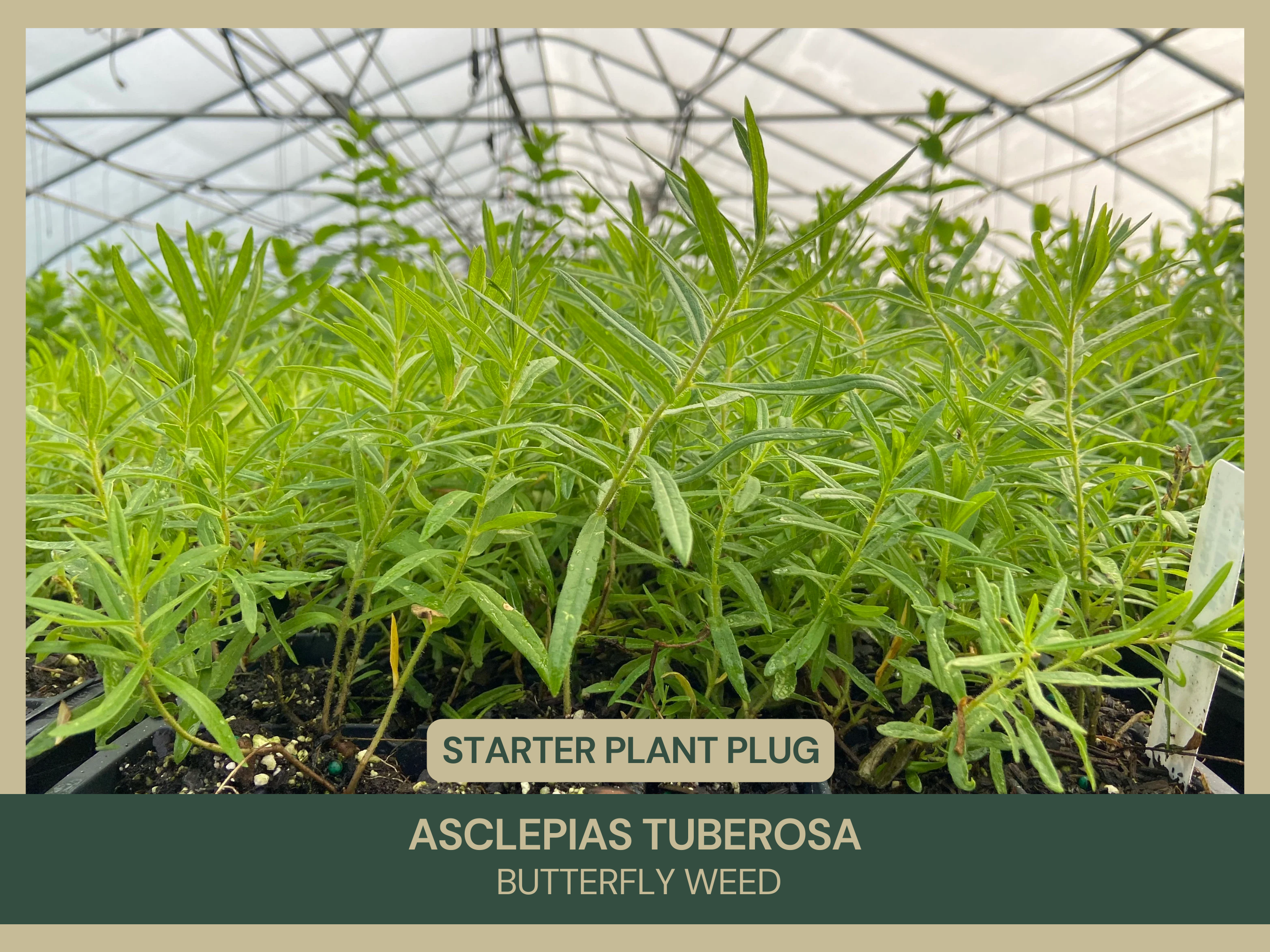 Asclepias tuberosa | Butterfly Milkweed | Starter Plant Plug Live