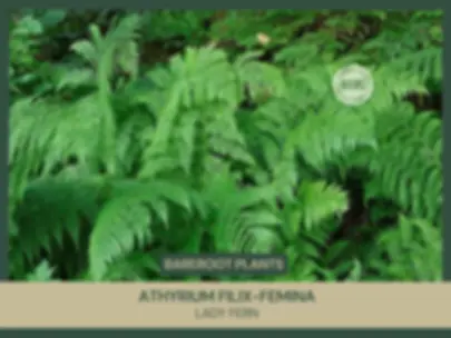 Athyrium filix-femina | Lady Fern | Bareroot