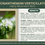 Thumbnail: Pycnanthemum verticillatum | Hairy Mountain Mint | Starter Plant Plug