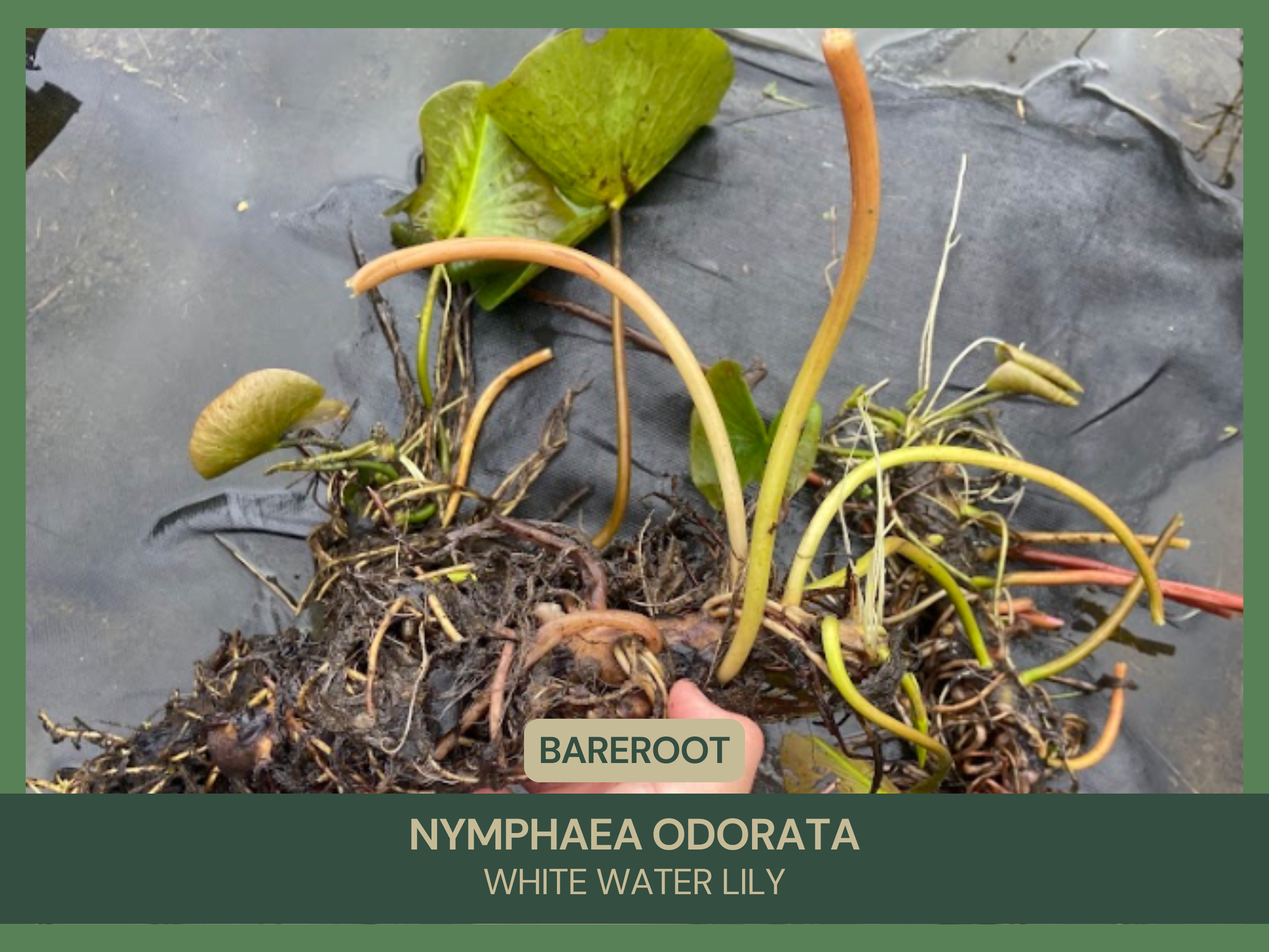 Nymphaea odorata | White Water Lily | Bareroot