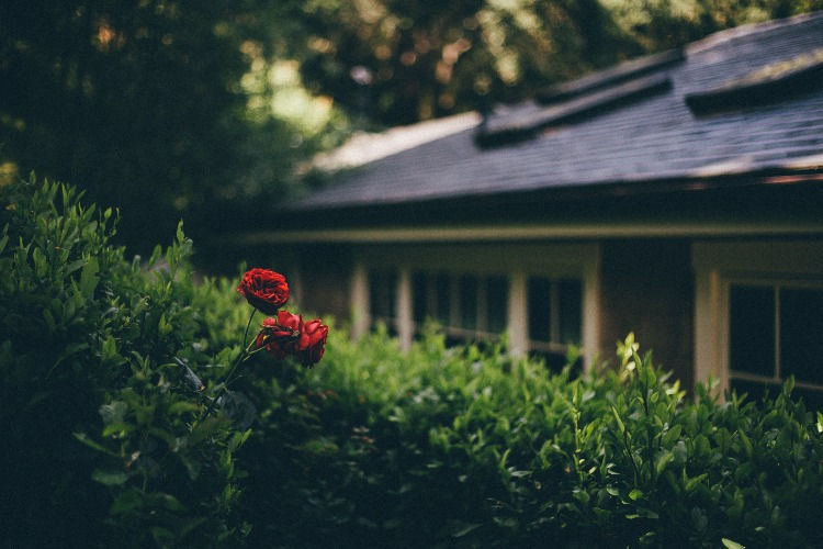 milieuvriendelijke tuin