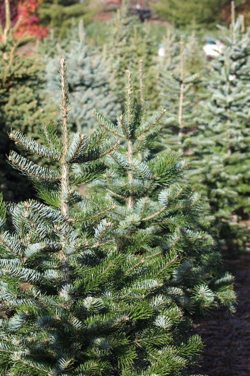 Duurzame kerst