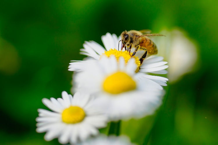 het belang van bijen