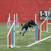 Advanced Agility Fun with Michelle