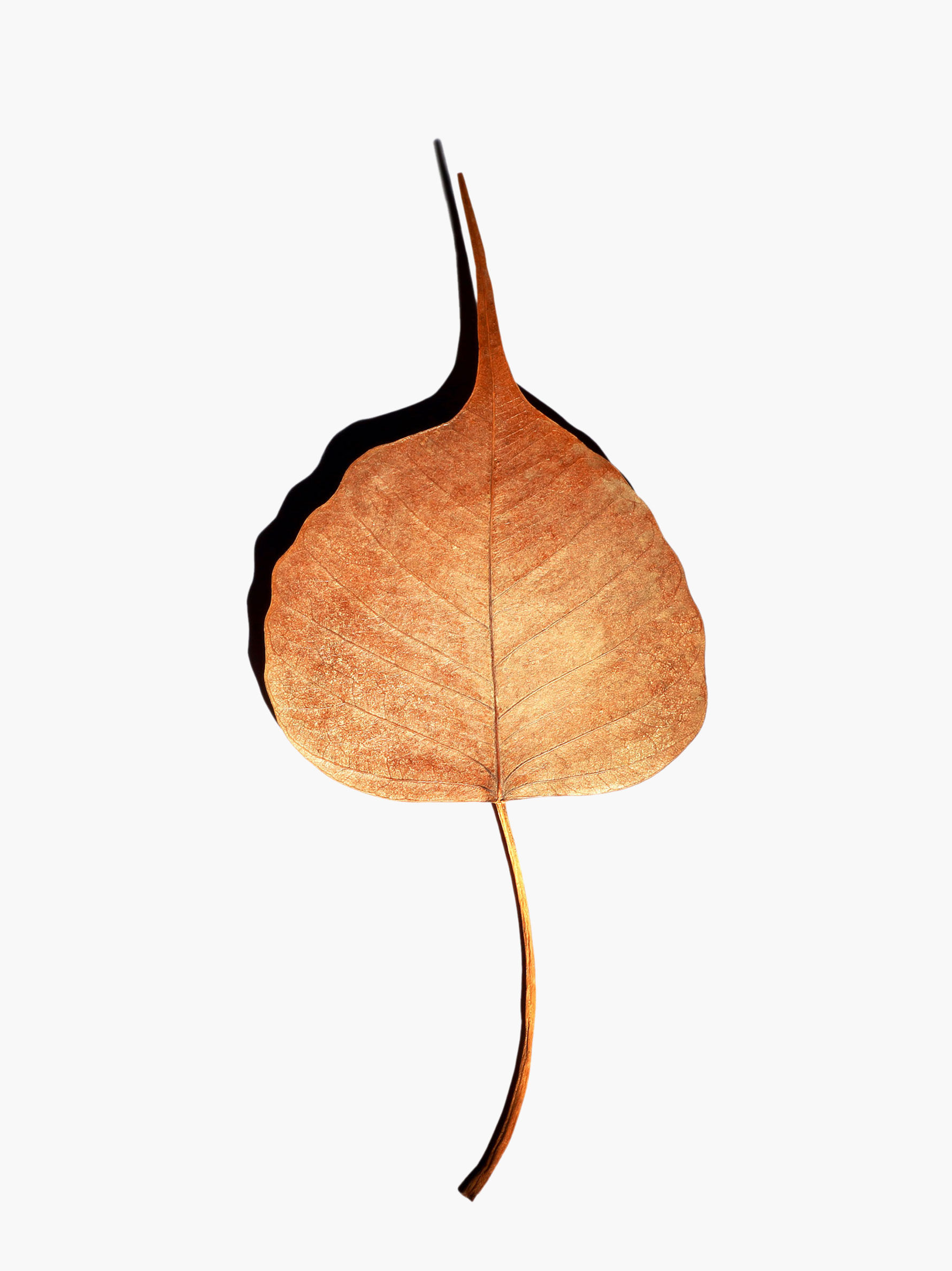 Sacred Bodhi Leaf From The Mahabodhi Tree - Bodh Gaya, Buddha