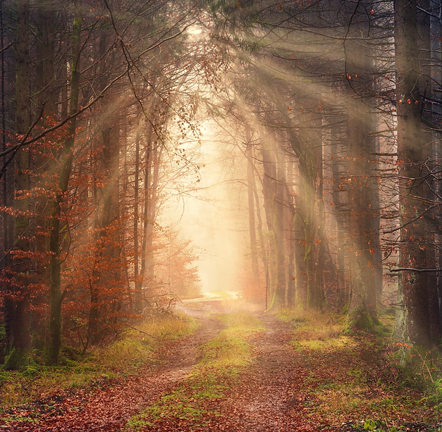 Forest path emerging from the trees into warm sunlight
