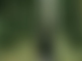 Man standing in the woods surrounded by trees, reflecting on men and vulnerability and emotional strength.