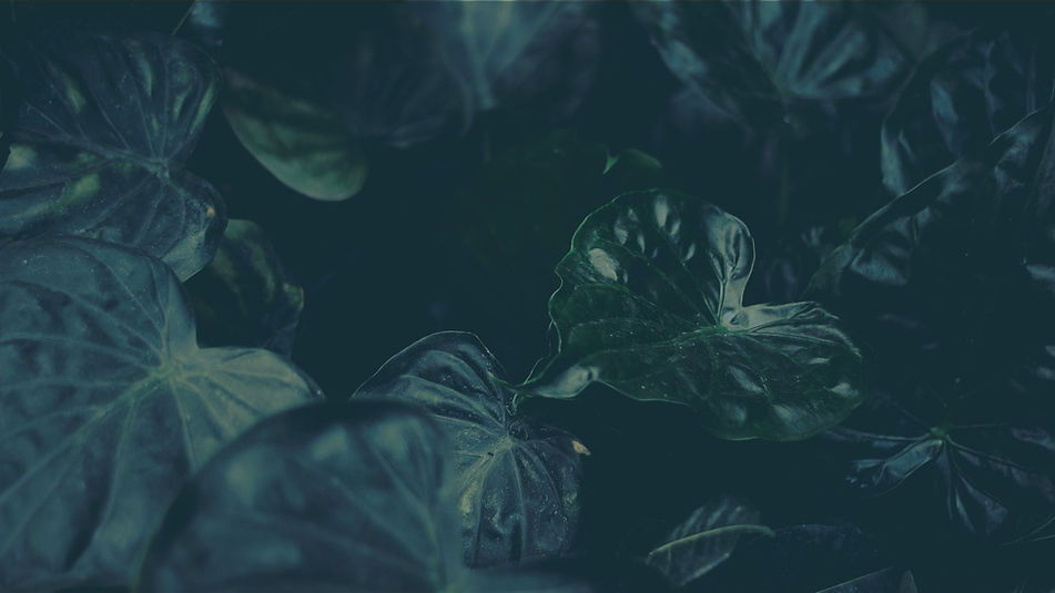 a close up of green leaves on a dark background (2).jpg