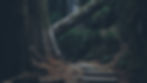 an image of a path in the woods.jpg