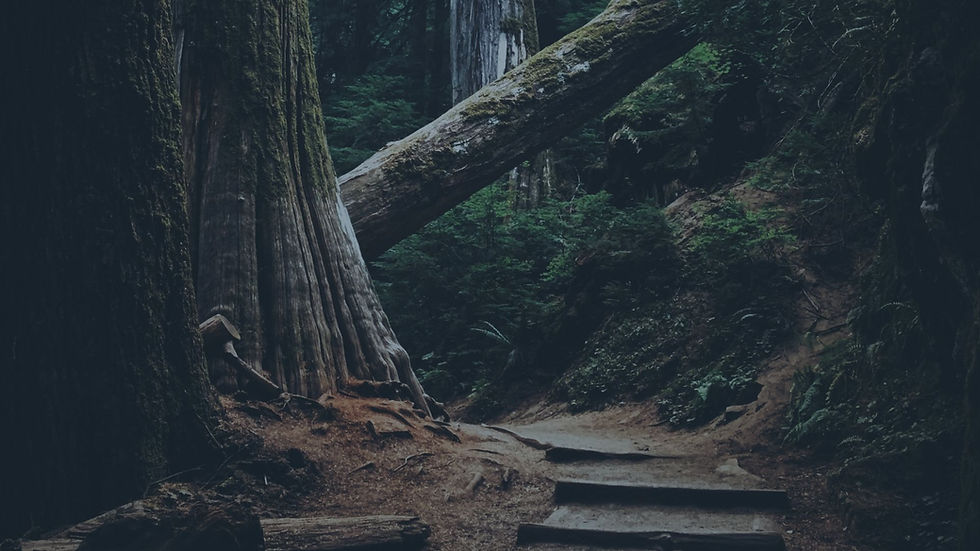 an image of a path in the woods.jpg