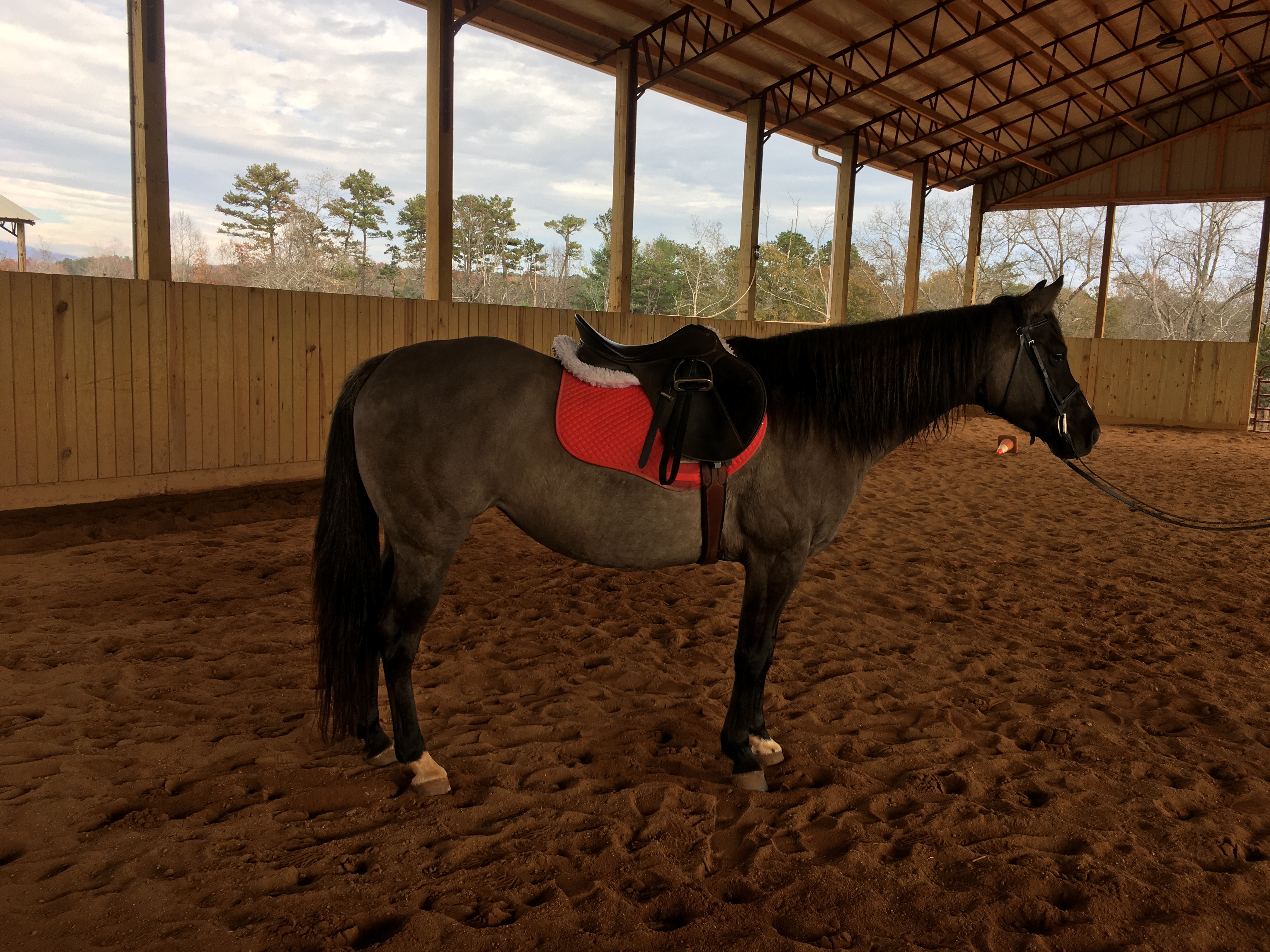 River - 15.1hh grulla mare
