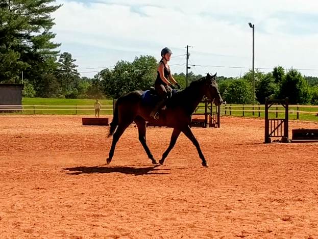 Lapse 5 year old 17.hh TB gelding