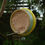 Thumbnail: Stoneware apple or suet bird feeder ring (Lime and Yellow)