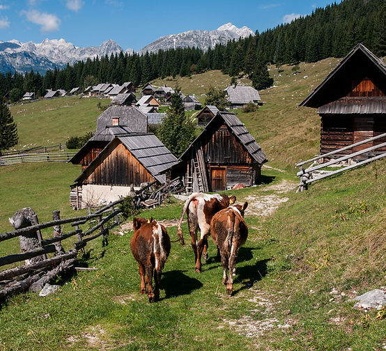 mountain-meadow-zajamniki-pokljuka.jpg