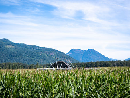 Unlocking Bigger Corn Yields in British Columbia: The Value of In Season Dairy Manure Application with 360 RAIN!