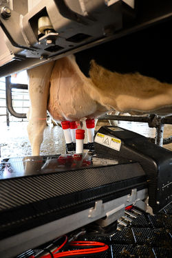 Silicone teat liner portfolio expanded with Scala: which teat liner should I choose?