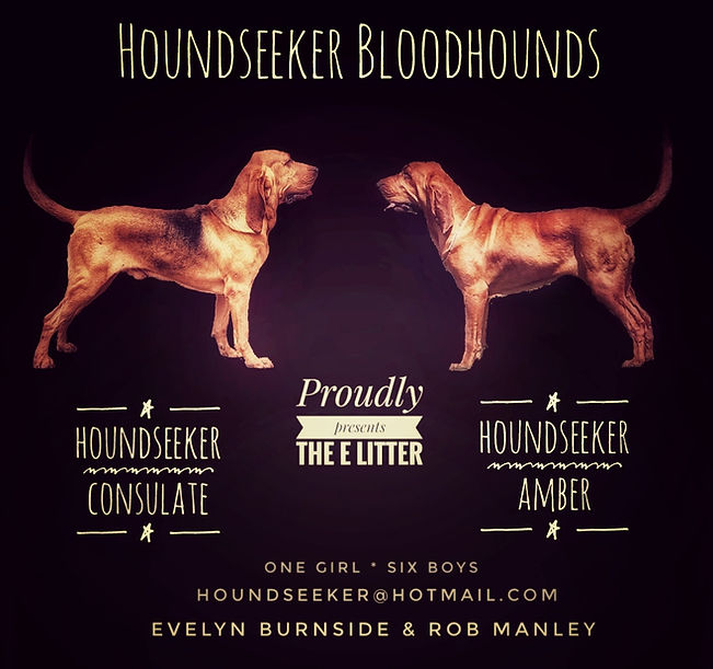 Houndseeker E Litter.jpeg
