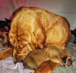 Bloodhound Mother and puppy
