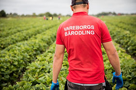 Jobba hos oss på Vareborgs bärodling