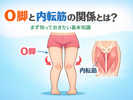 o脚 内転筋｜原因から改善までわかるストレッチ・筋トレ完全ガイド