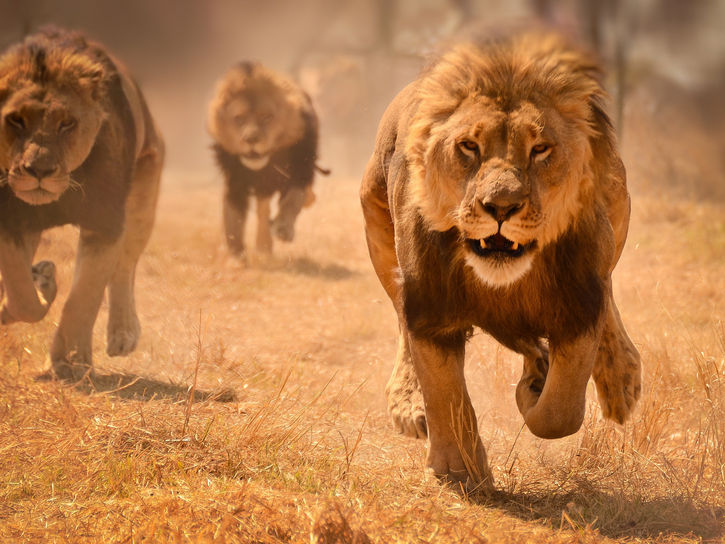WHY WE HUNT