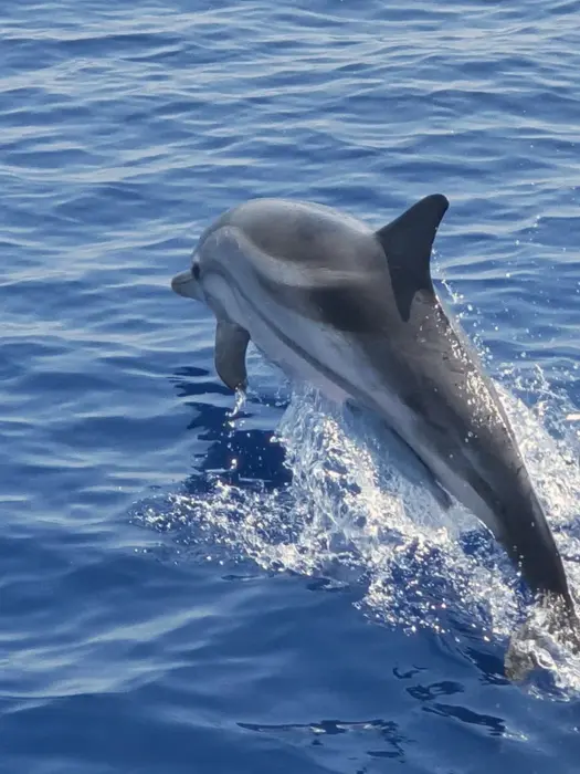 Dolphin jumping near the bow, playful marine encounter, Family Holiday wildlife moment in Greece.