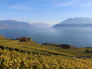 Balade en Lavaux : entre vignoble, villages et lac Léman