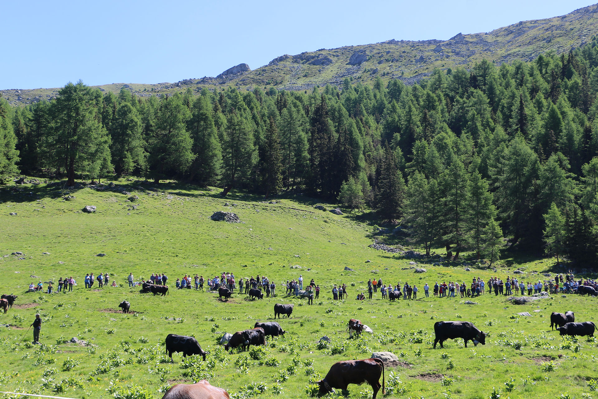 vache d'hérens @youpitrip.ch