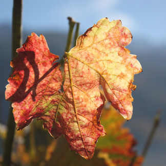 Brisolée valais @youpitrip.ch