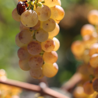 Brisolée valais @youpitrip.ch