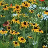 GFSC CP42 Basic Wet Pollinator Mix