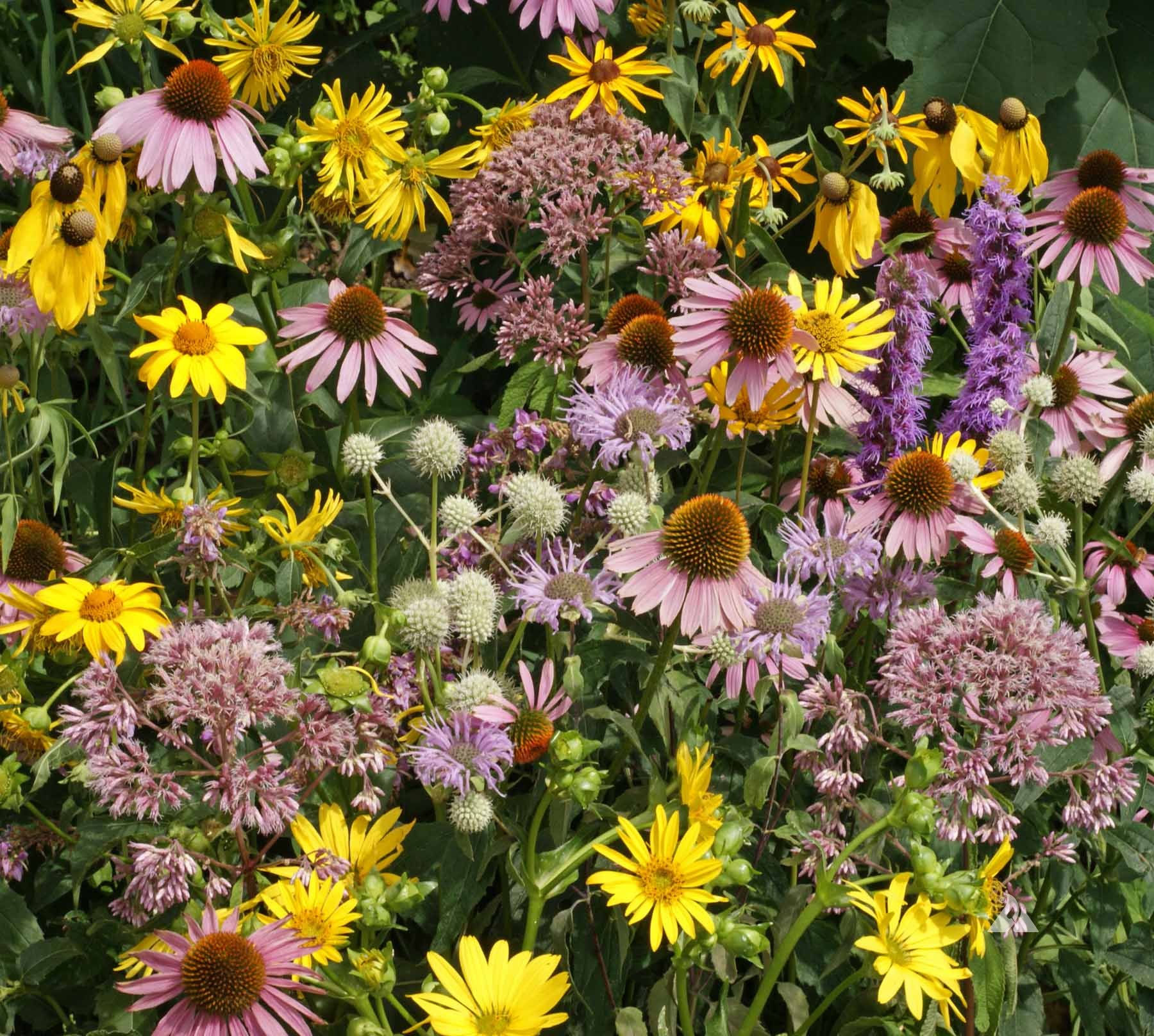 Tall Prairie Flower Mix 1#