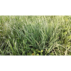 Enduro Beef Pasture Mix