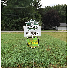 WL 358LH Alfalfa 50# Bag