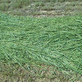 Winter Rye Graze King